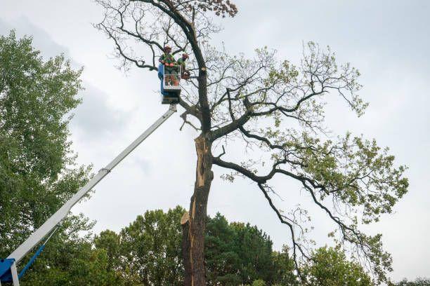 The Steps Involved in Our Tree Care Process in Camilla, GA